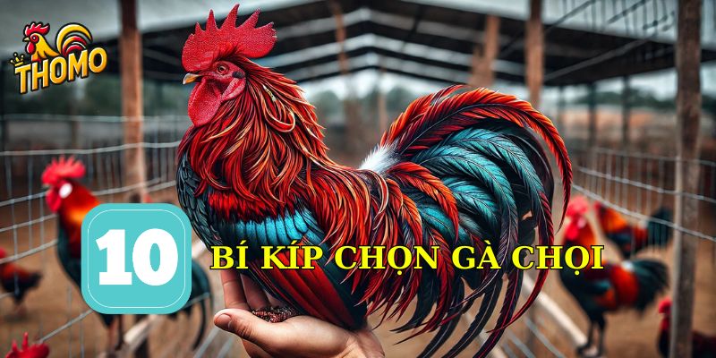 Bí kíp chọn gà chọi tốt đá hay