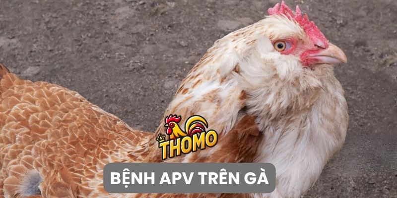 Bệnh APV trên gà là bệnh gì?