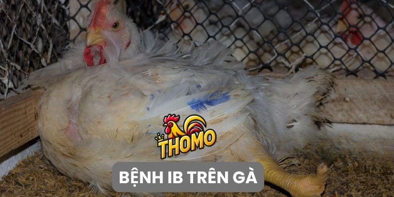 Bệnh IB trên gà là bệnh gì?