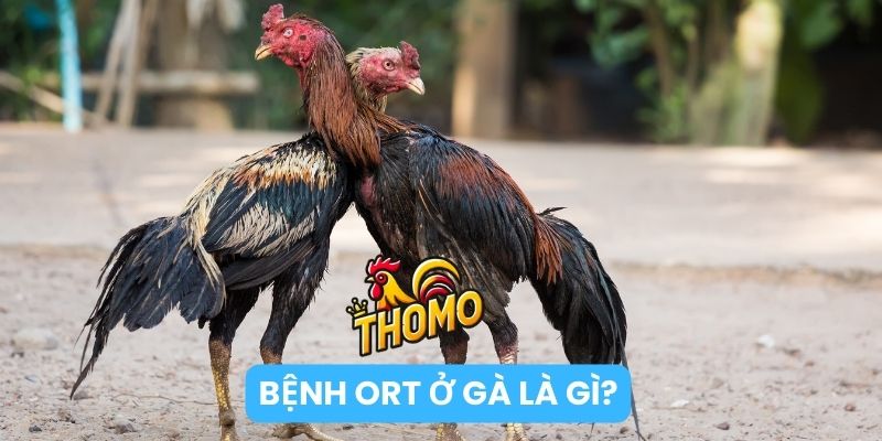 Bệnh ORT ở gà là bệnh gì?