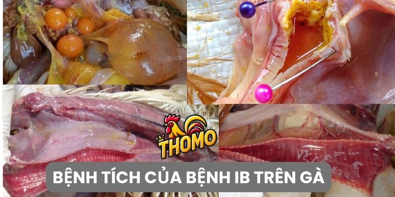 Chẩn đoán bệnh tích của bệnh IB trên gà