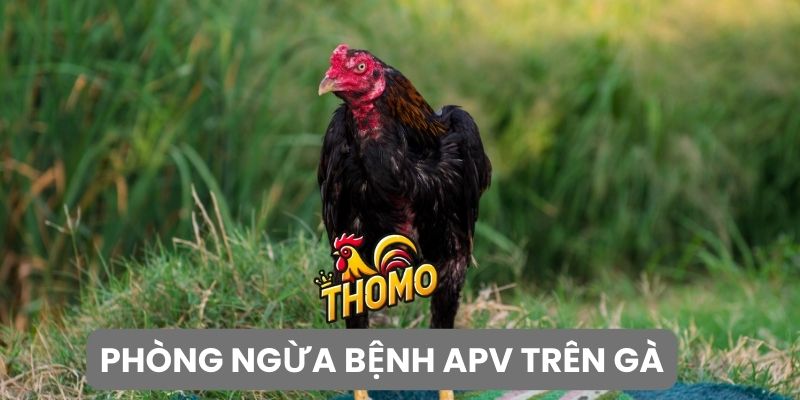 Biện pháp phòng ngừa bệnh APV trên gà