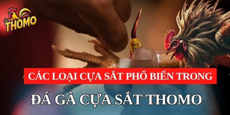 Các loại cựa sắt phổ biến trong đá gà cựa sắt thomo