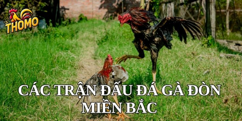 Các trận đấu đá gà đòn miền Bắc nổi tiếng