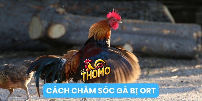 Cách chăm sóc gà bị ORT