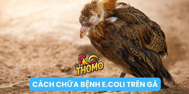 Cách chữa bệnh E.Coli trên gà hữu hiệu