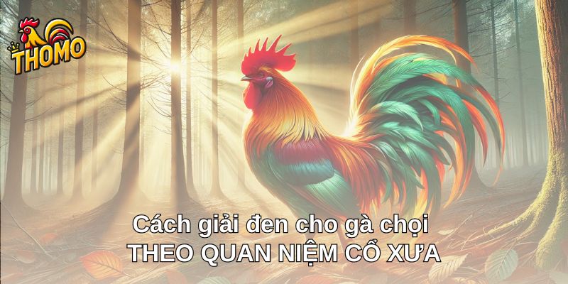 Cách giải đen cho gà chọi theo quan niệm cổ xưa