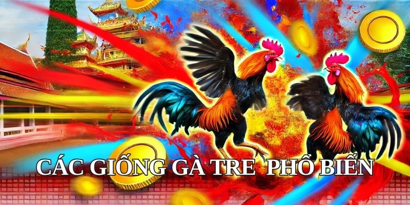 Các giống gà tre nào phổ biến trong các trận đấu tại Thomo