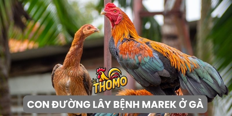 Con đường lây lan và phát triển bệnh Marek ở gà