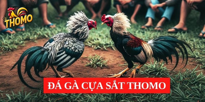 Đá gà cựa sắt Thomo là gì? 