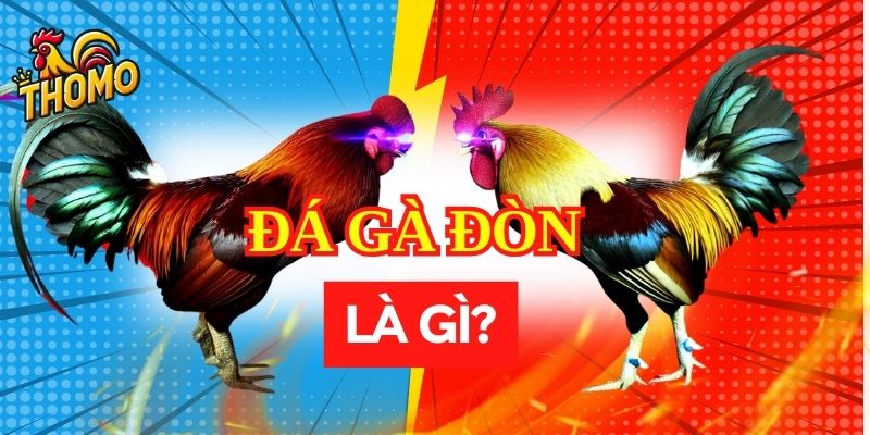 Đá gà đòn là gì?