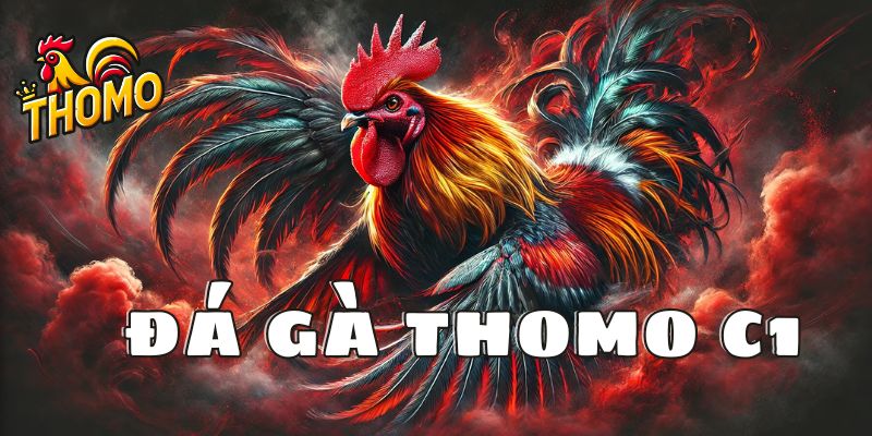 Đá gà thomo C1 là gì?