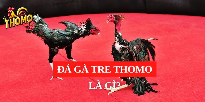 Đá gà tre Thomo là gì?