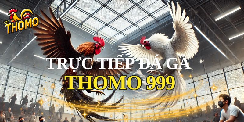 Đá gà trực tiếp thomo 999 có gì đặc biệt