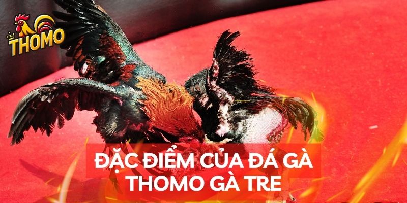 Đặc điểm của đá gà Thomo gà tre