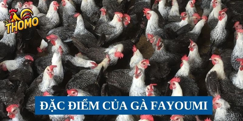 Đặc điểm của giống gà Fayoumi