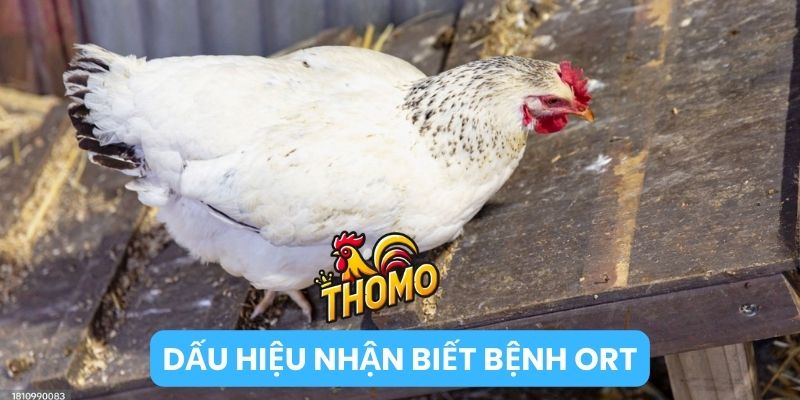 dấu hiệu nhận biết bệnh ORT 