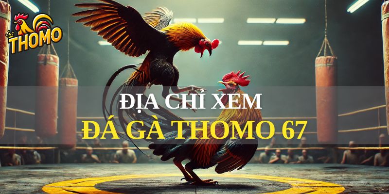 Địa chỉ nhà cái uy tín để xem trực tiếp đá gà thomo 67 hôm nay