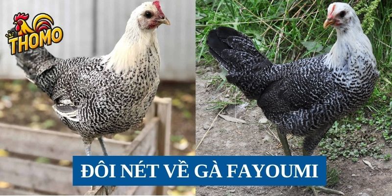 đôi nét về Gà Fayoumi