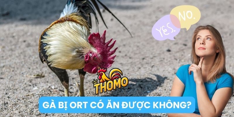 Gà bị ORT có ăn được không?