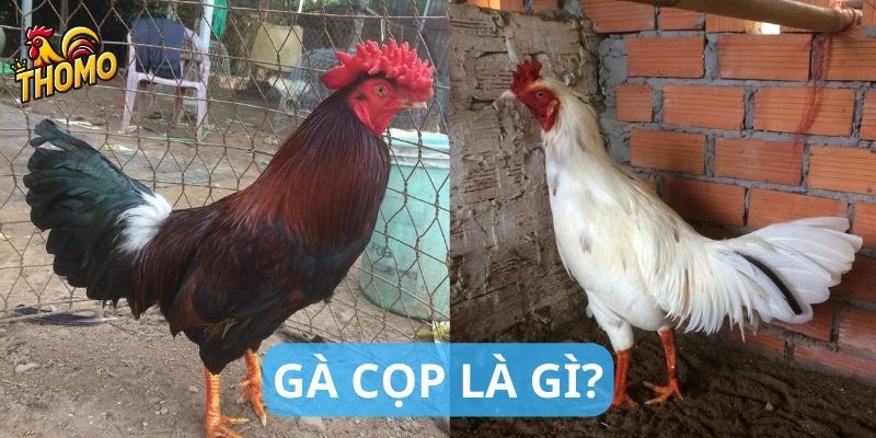 Gà cọp là gì?