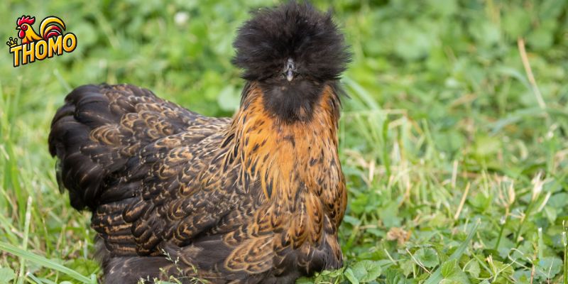 Giá bán gà Silkie