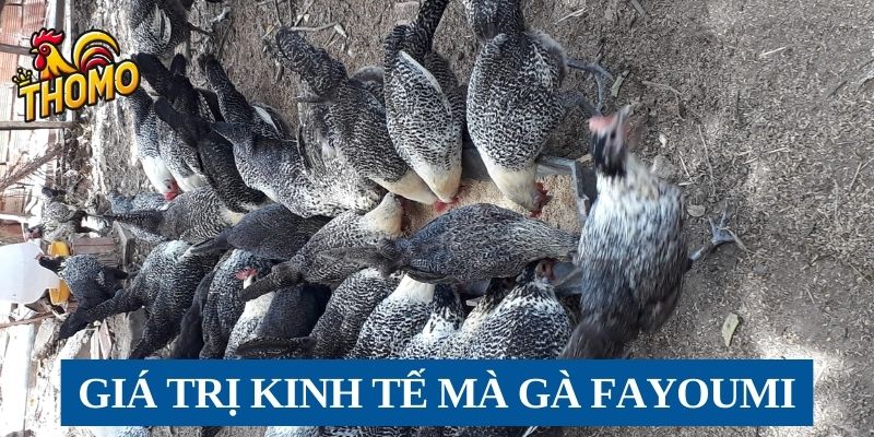 Giá trị kinh tế mà gà Fayoumi đem lại