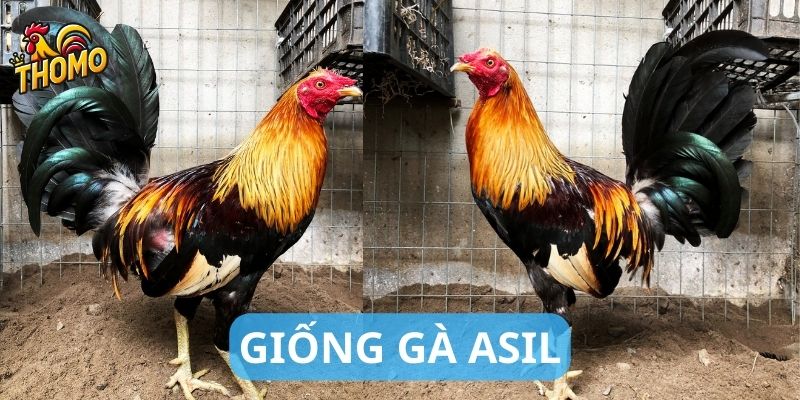 Nguồn gốc của giống gà Asil