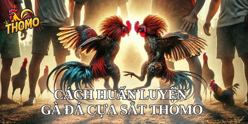 Cách huấn luyện gà chọi để tham gia đá gà cựa sắt Thomo