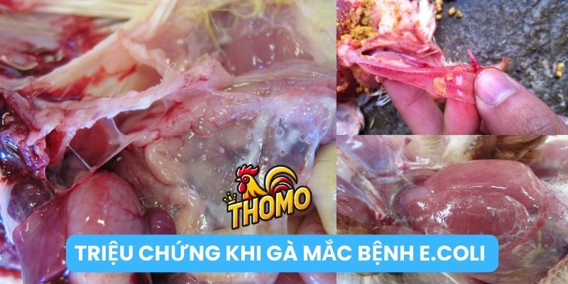 Triệu chứng, bệnh tích bệnh E.Coli ở gà