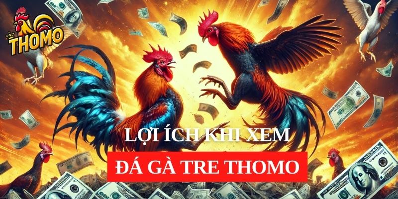 Những lợi ích của việc xem trực tiếp các trận đấu đá gà tre Thomo