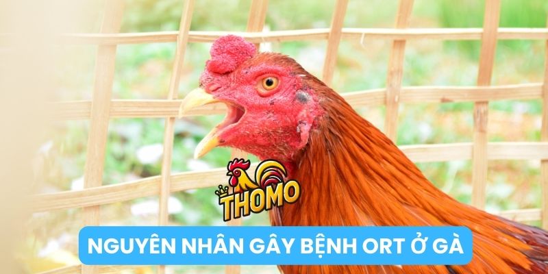 Nguyên nhân gây bệnh ORT ở gà