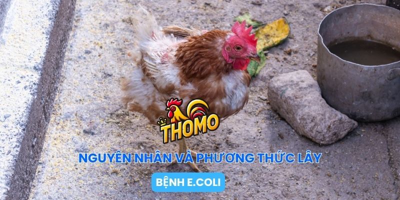 Nguyên nhân và phương thức lây gây bệnh E.Coli