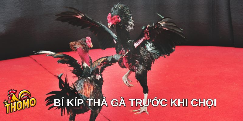 Cách thả gà trước khi chọi đá hăng