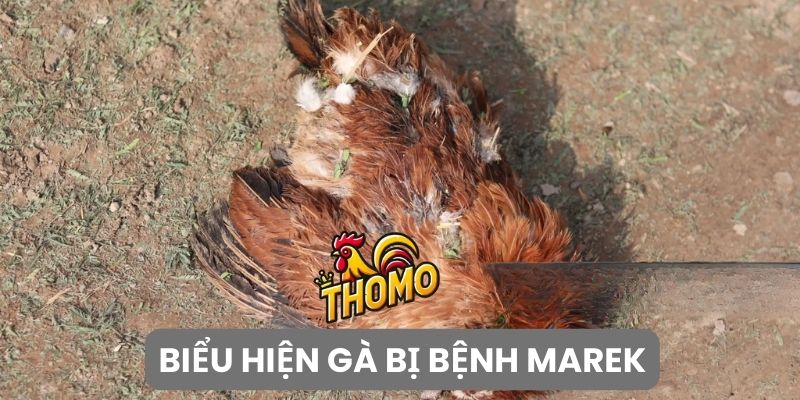 Dấu hiệu bệnh Marek ở gà thế nào?