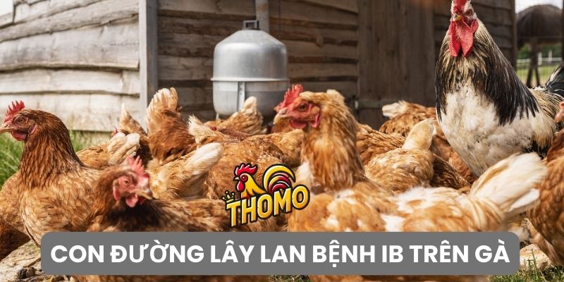 Những con đường lây lan bệnh IB trên gà