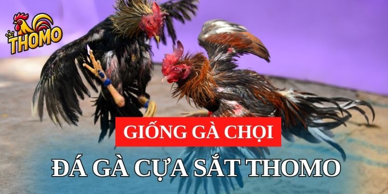 giống gà chọi nào phù hợp nhất cho đá gà cựa sắt thomo