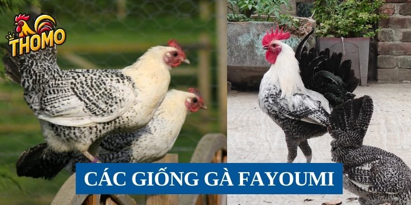 Những giống gà Fayoumi