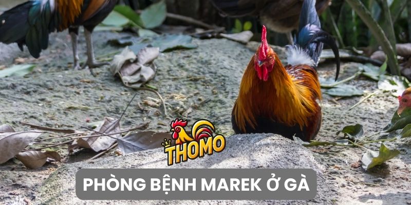 Phương pháp phòng bệnh Marek ở gà khoa học nhất