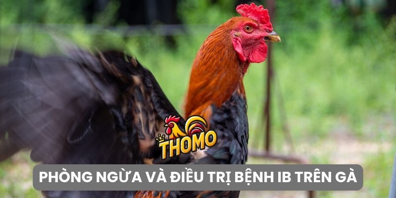 Phòng ngừa và điều trị bệnh IB trên gà