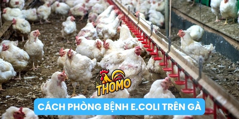 Phương pháp phòng bệnh E.Coli trên gà