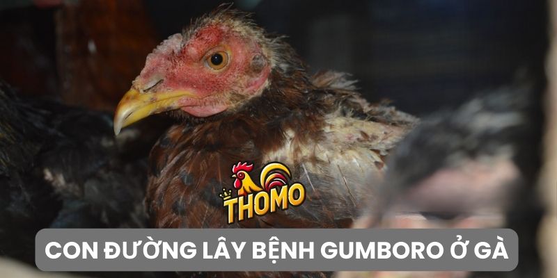 Phương thức lây bệnh Gumboro ở gà