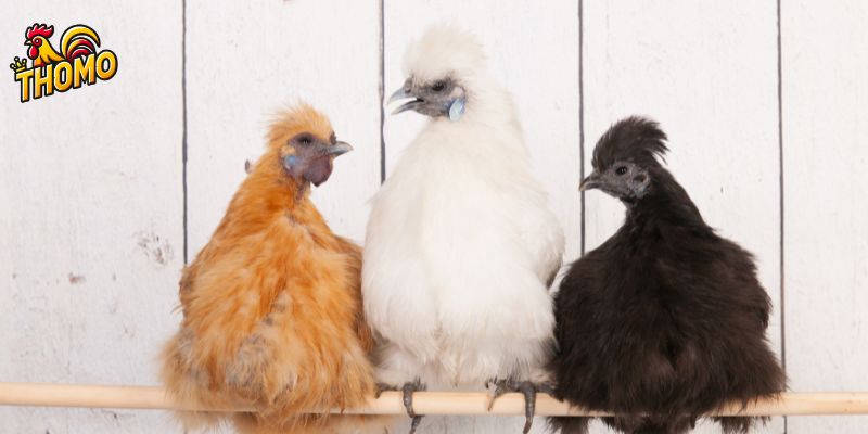 Thói quen và tuổi đời của giống gà Silkie