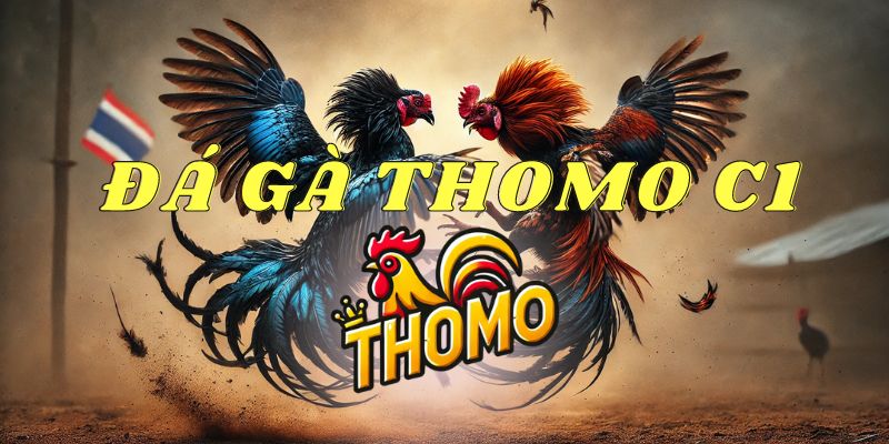 Thông tin về đá gà Thomo C1 hôm nay