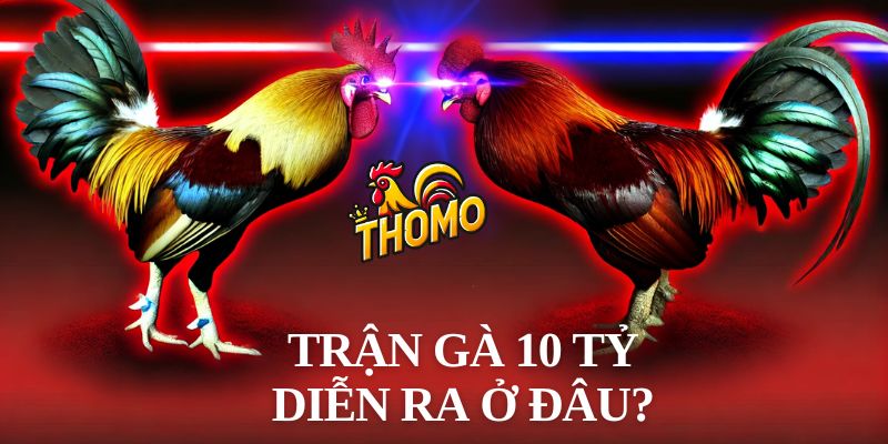 Trận gà 10 tỷ diễn ra ở đâu?