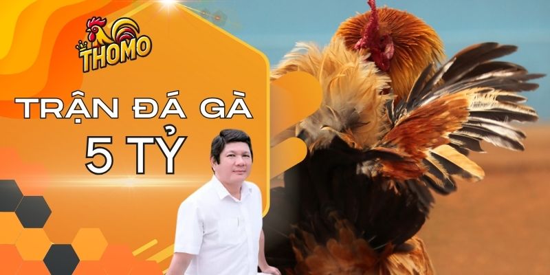 Trận gà 5 tỷ có gì đặc biệt