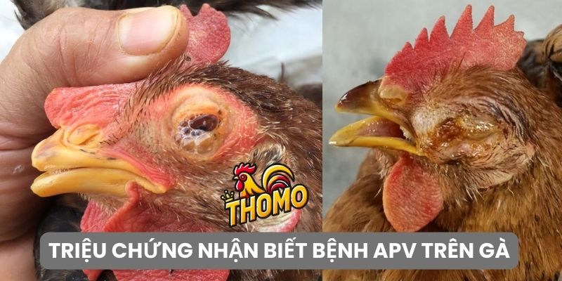 Cách nhận biết bệnh APV trên gà