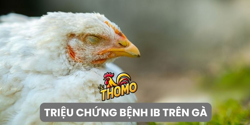 Triệu chứng nhận biết bệnh IB trên gà