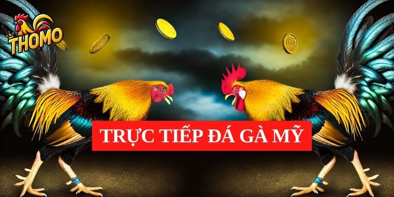 Trực tiếp đá gà Mỹ là gì?