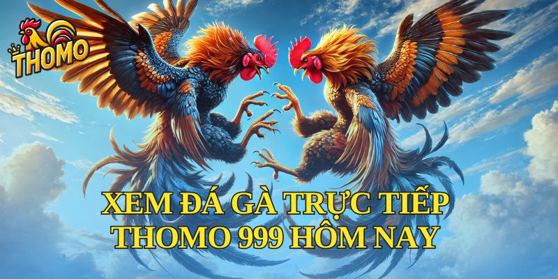 Xem đá gà trực tiếp thomo 999 hôm nay ở đâu?